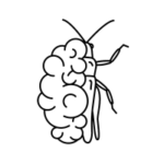 SmartBreed GmbH